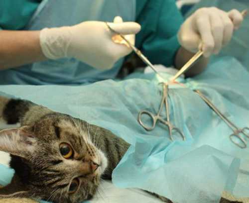 Стерилизация кошек после операции