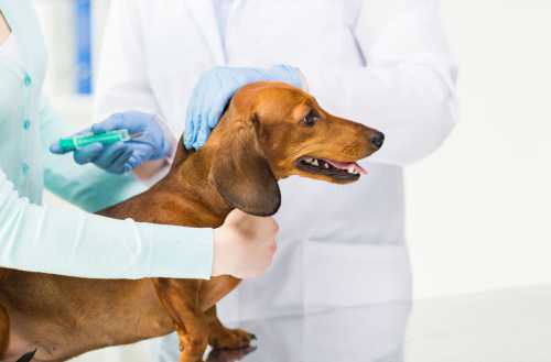 Прививка собак в домашних условиях